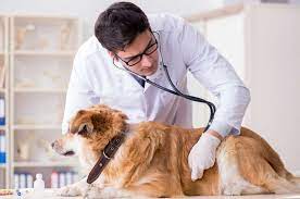 SJM promotes new offer by vet clinic with curated campaign